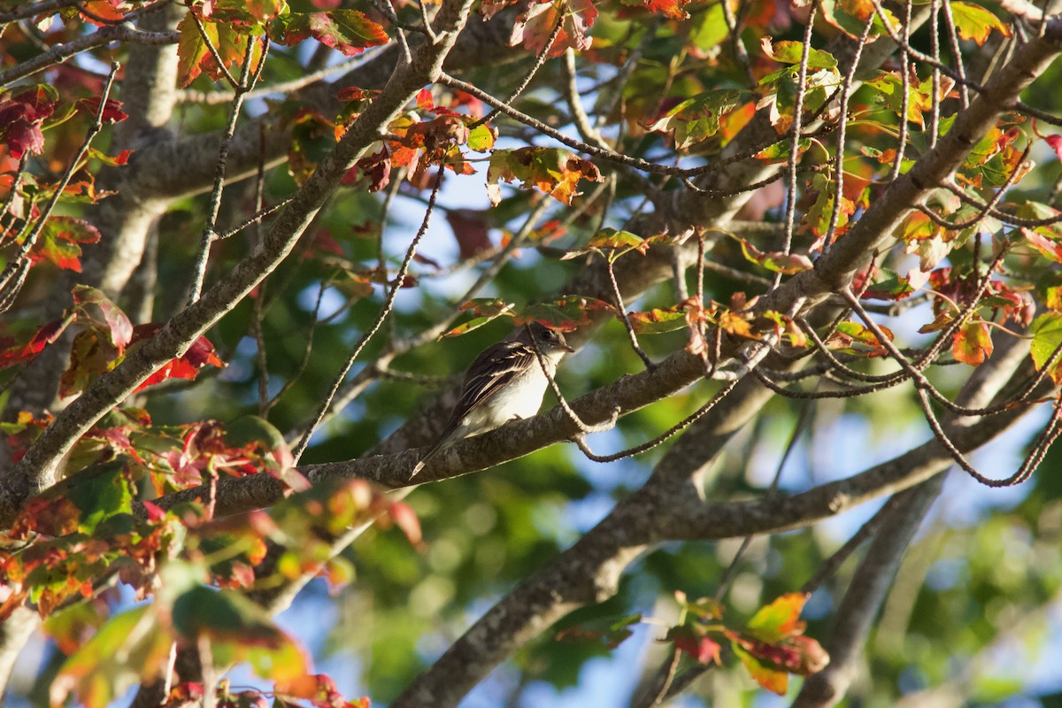 Least Flycatcher - ML642084559
