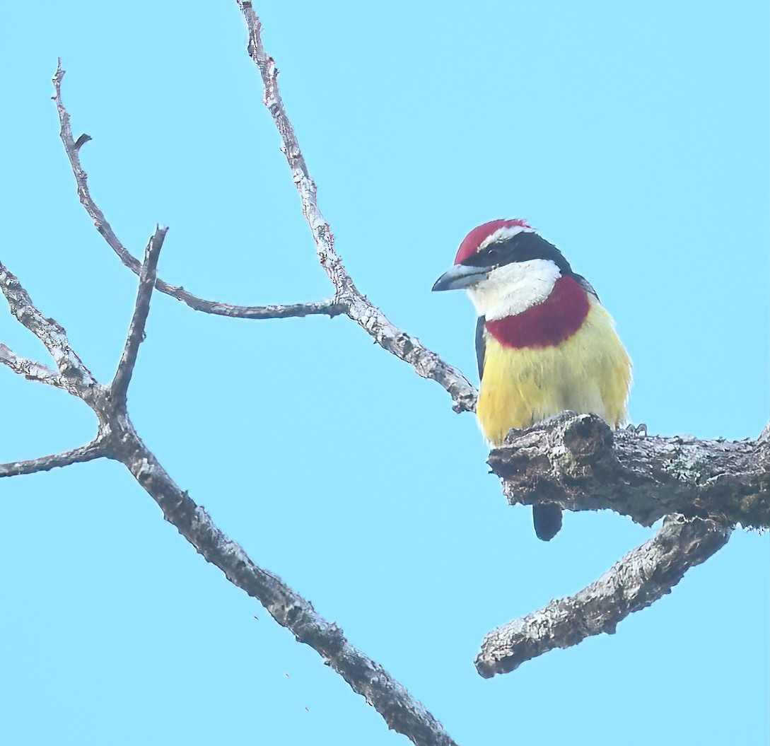 Loretobartvogel - ML642084563
