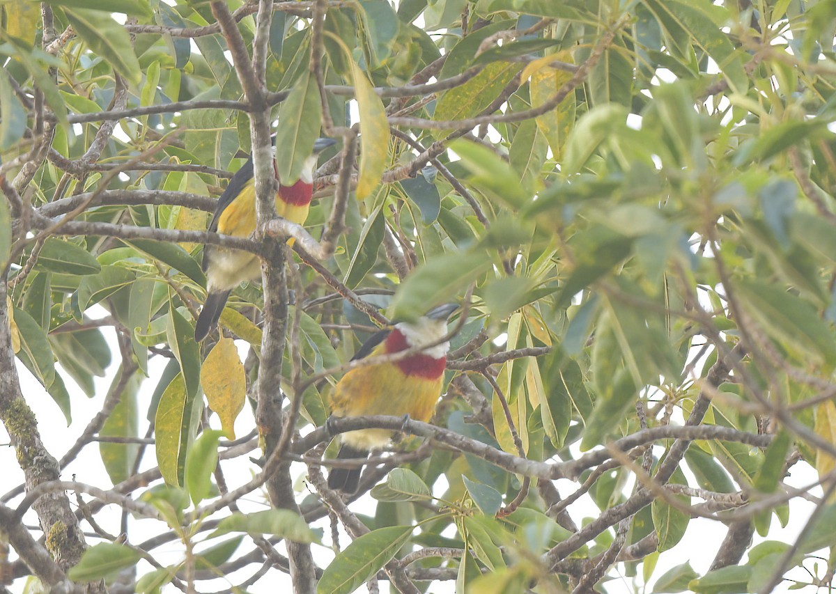Loretobartvogel - ML642084564