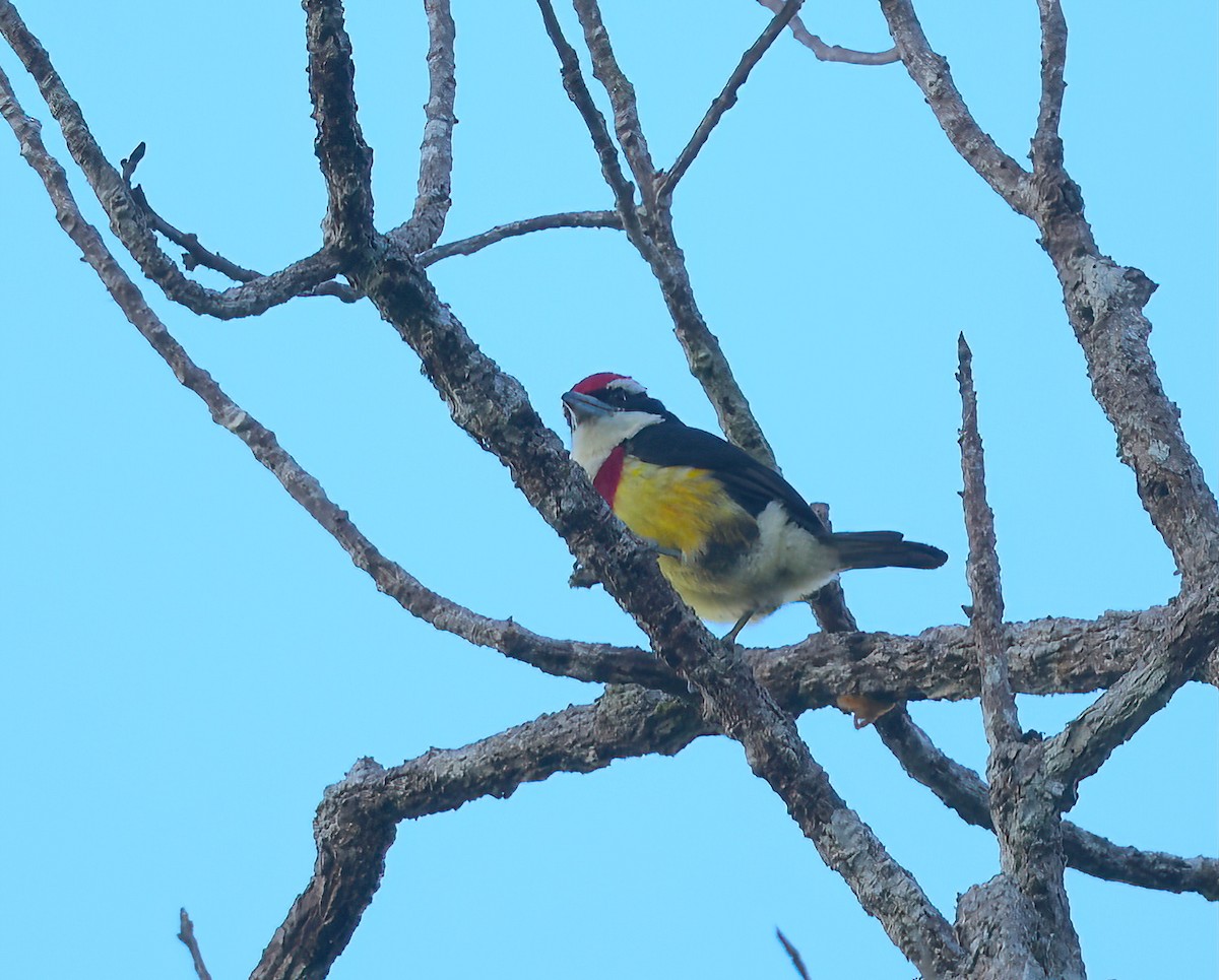 Loretobartvogel - ML642084565