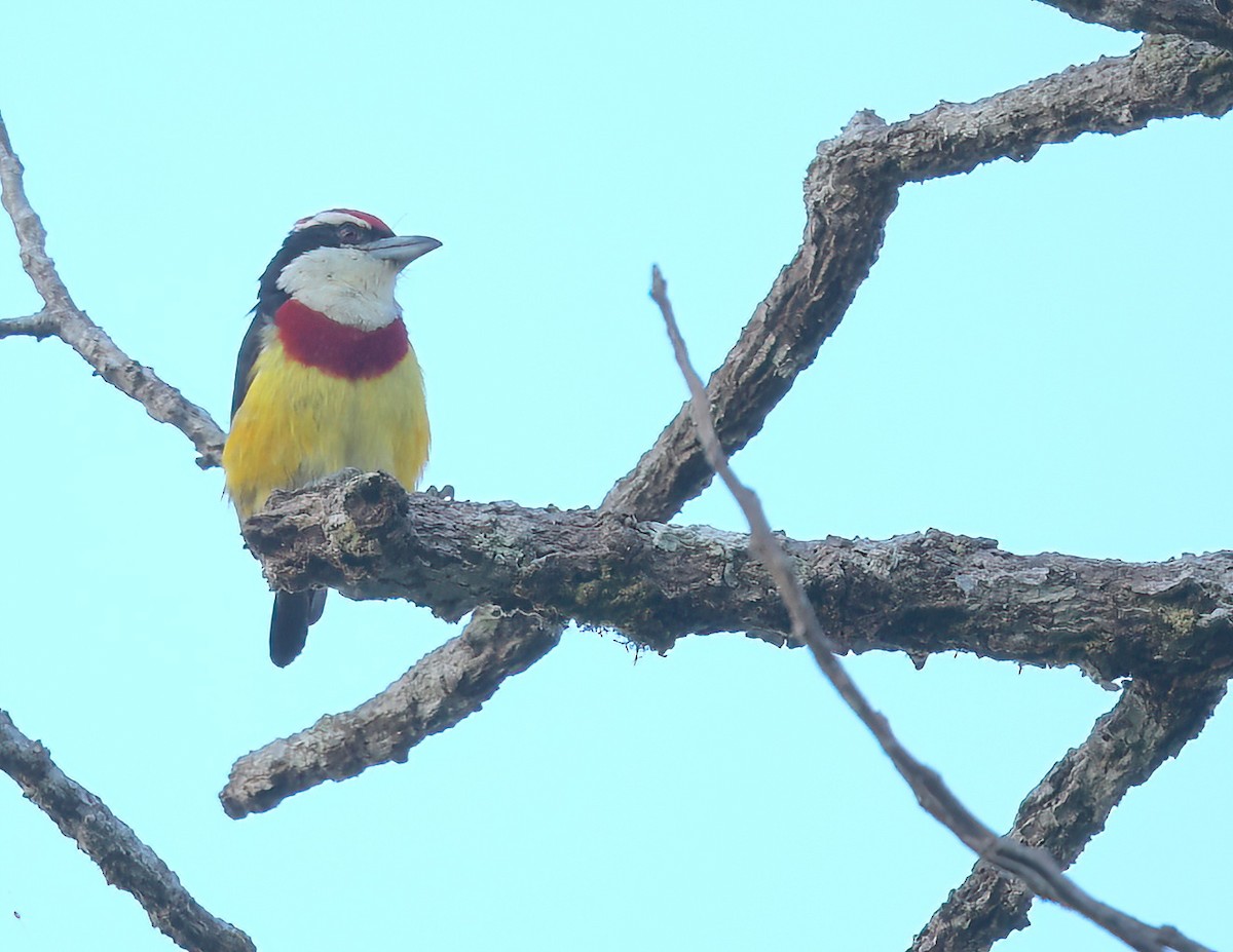 Loretobartvogel - ML642084566