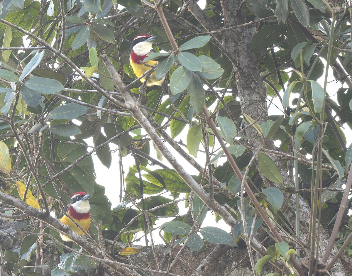 Loretobartvogel - ML642084567