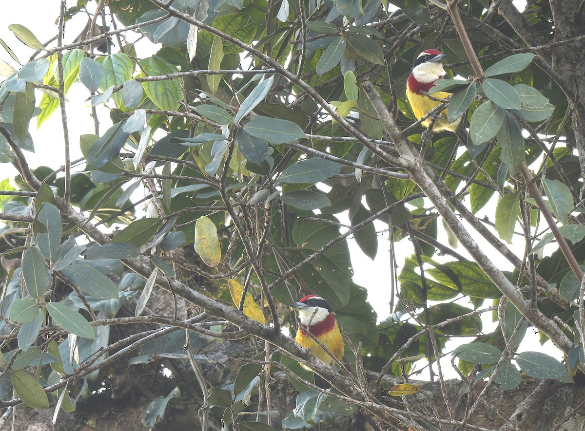 Loretobartvogel - ML642084568