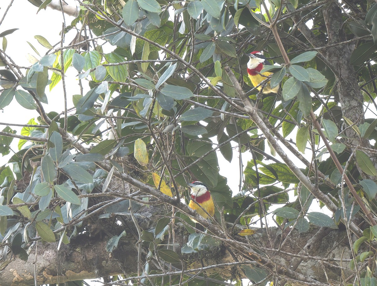 Loretobartvogel - ML642084569
