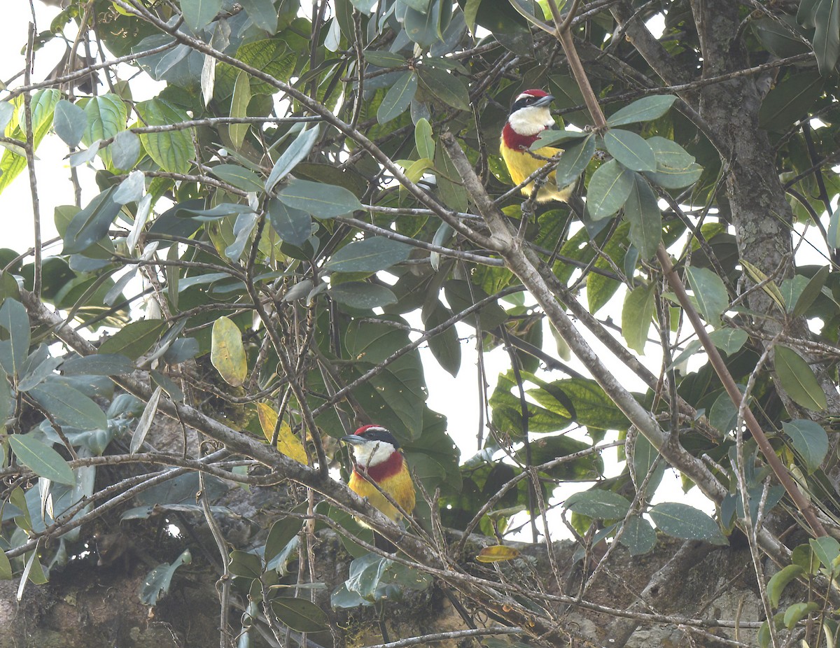 Loretobartvogel - ML642084570