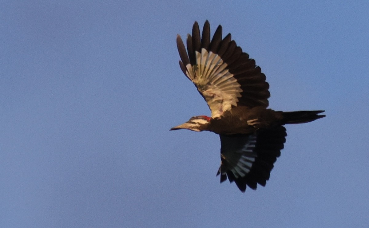 Pileated Woodpecker - ML642084577