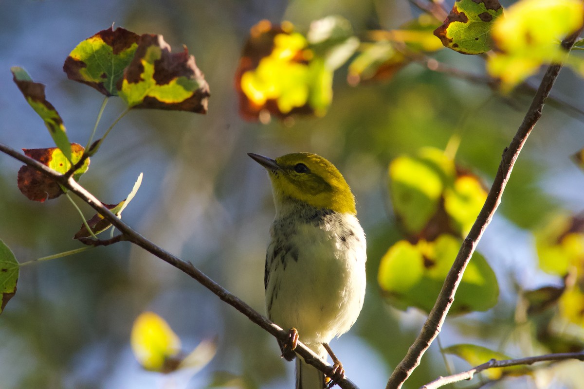 Black-throated Green Warbler - ML642084579
