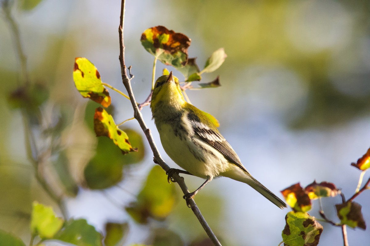 Black-throated Green Warbler - ML642084580