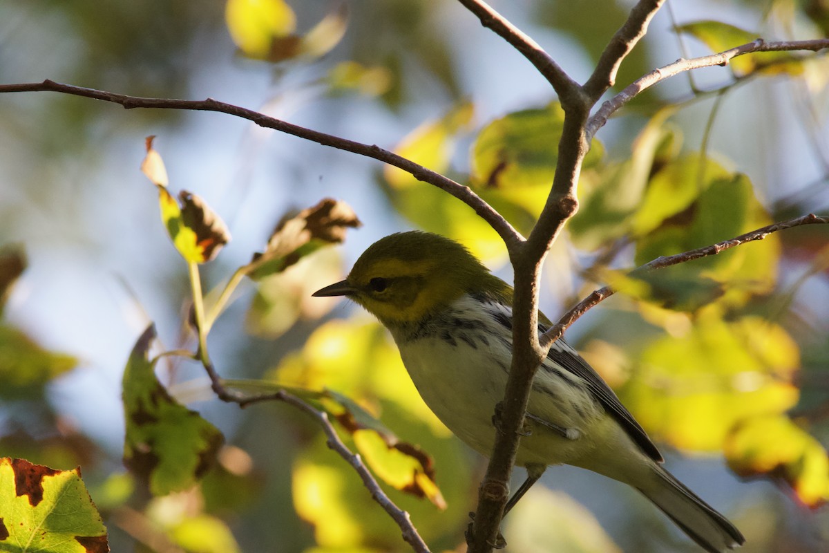 Black-throated Green Warbler - ML642084581