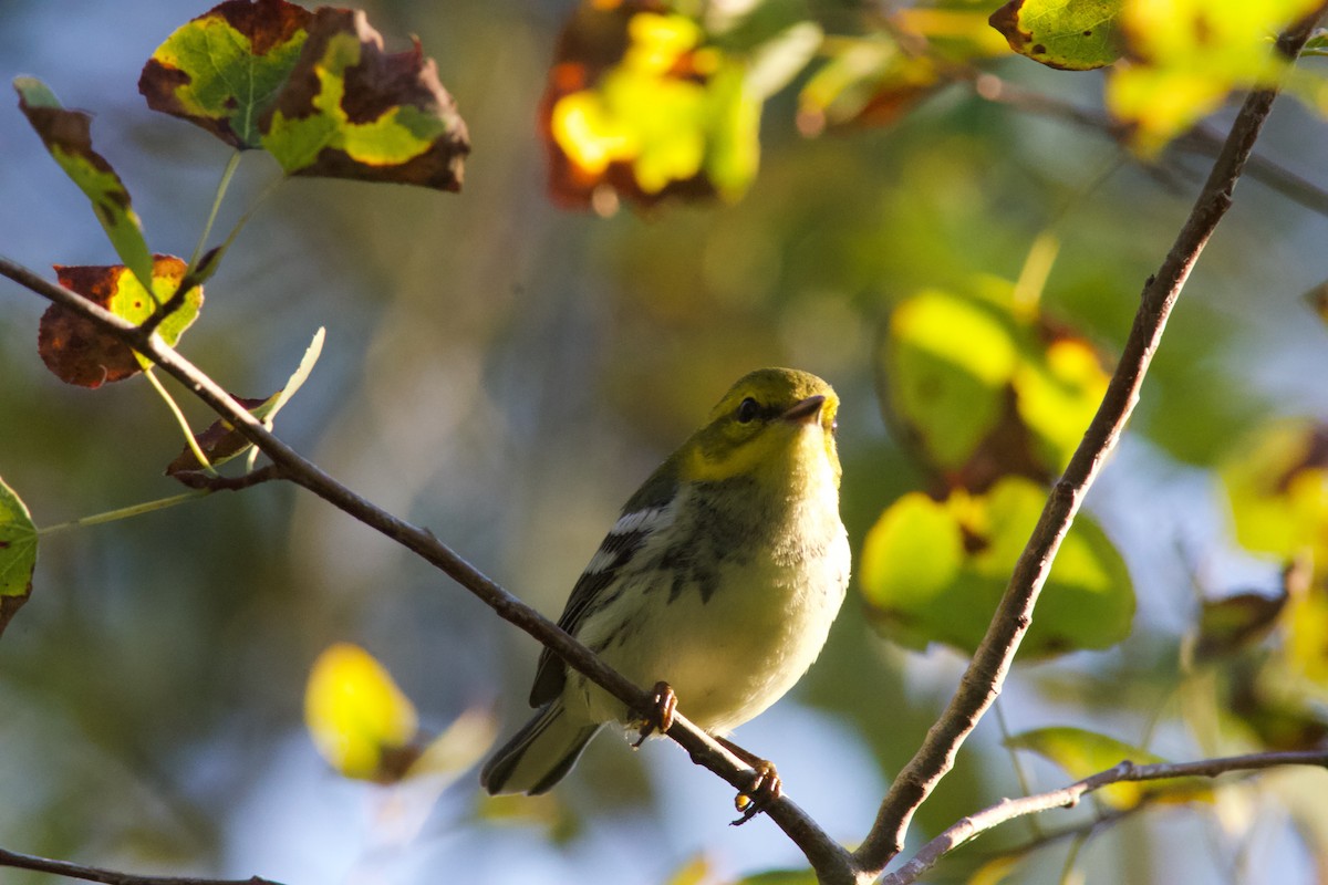 Black-throated Green Warbler - ML642084582