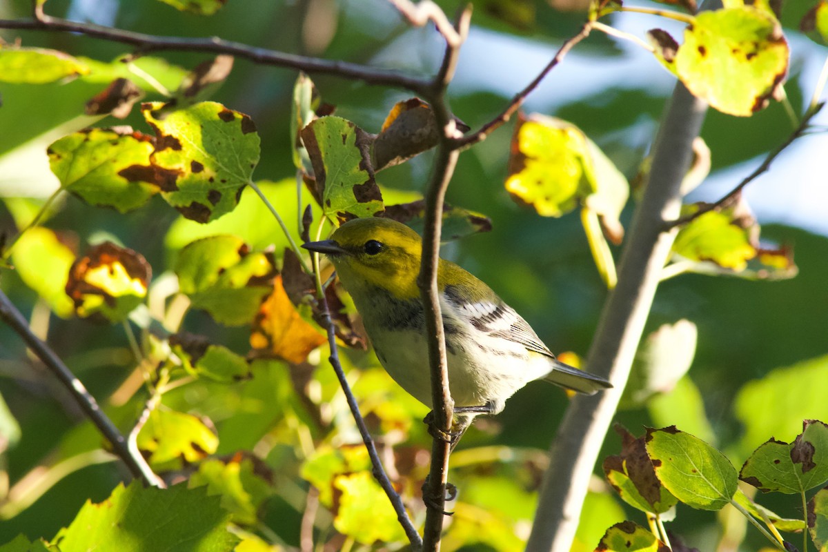 Black-throated Green Warbler - ML642084583