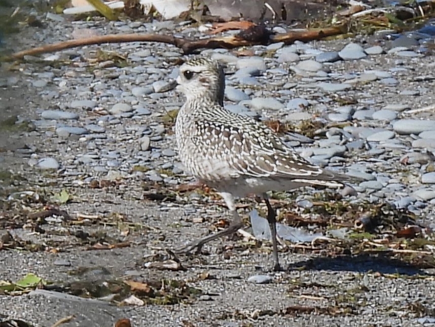 American Golden-Plover - ML642084587