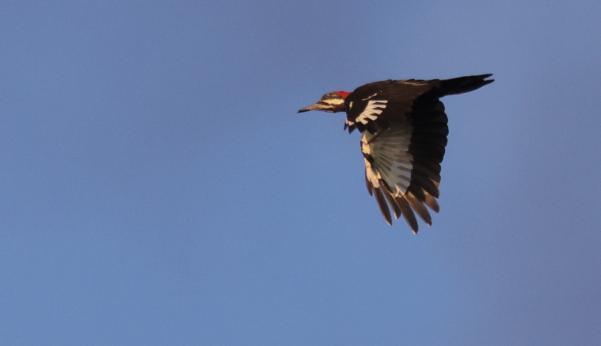 Pileated Woodpecker - ML642084590