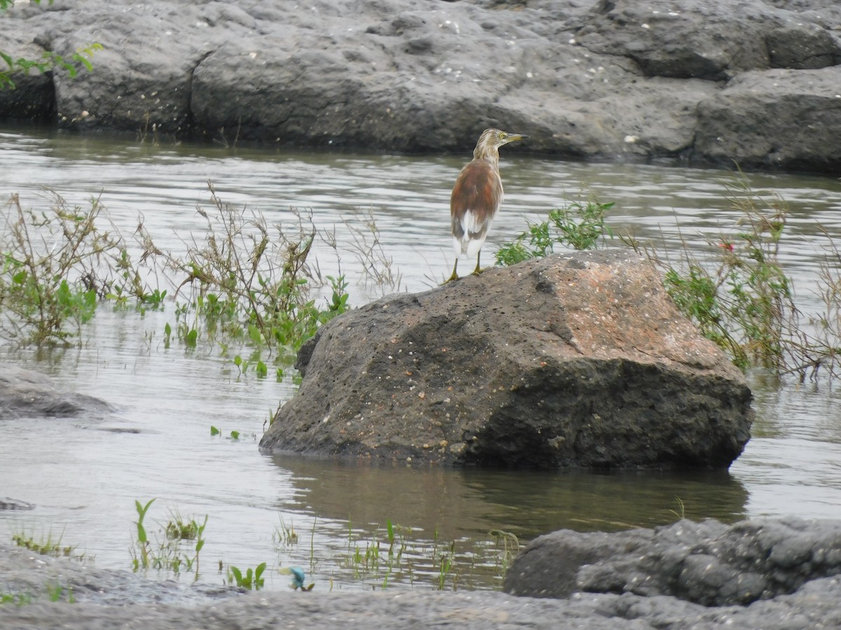 Indian Pond-Heron - ML642084599