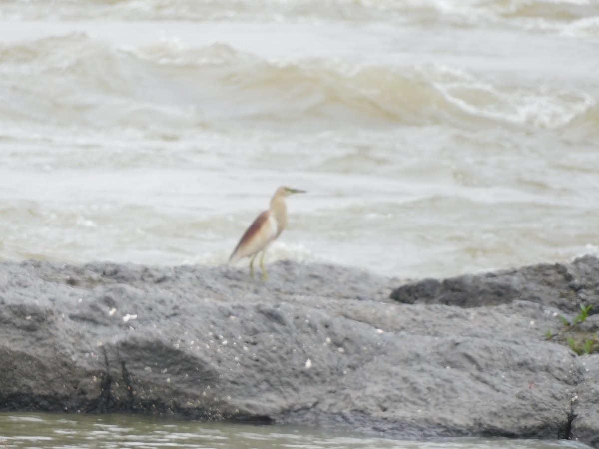 Indian Pond-Heron - ML642084600