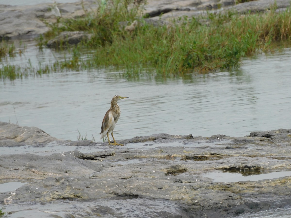 Indian Pond-Heron - ML642084603