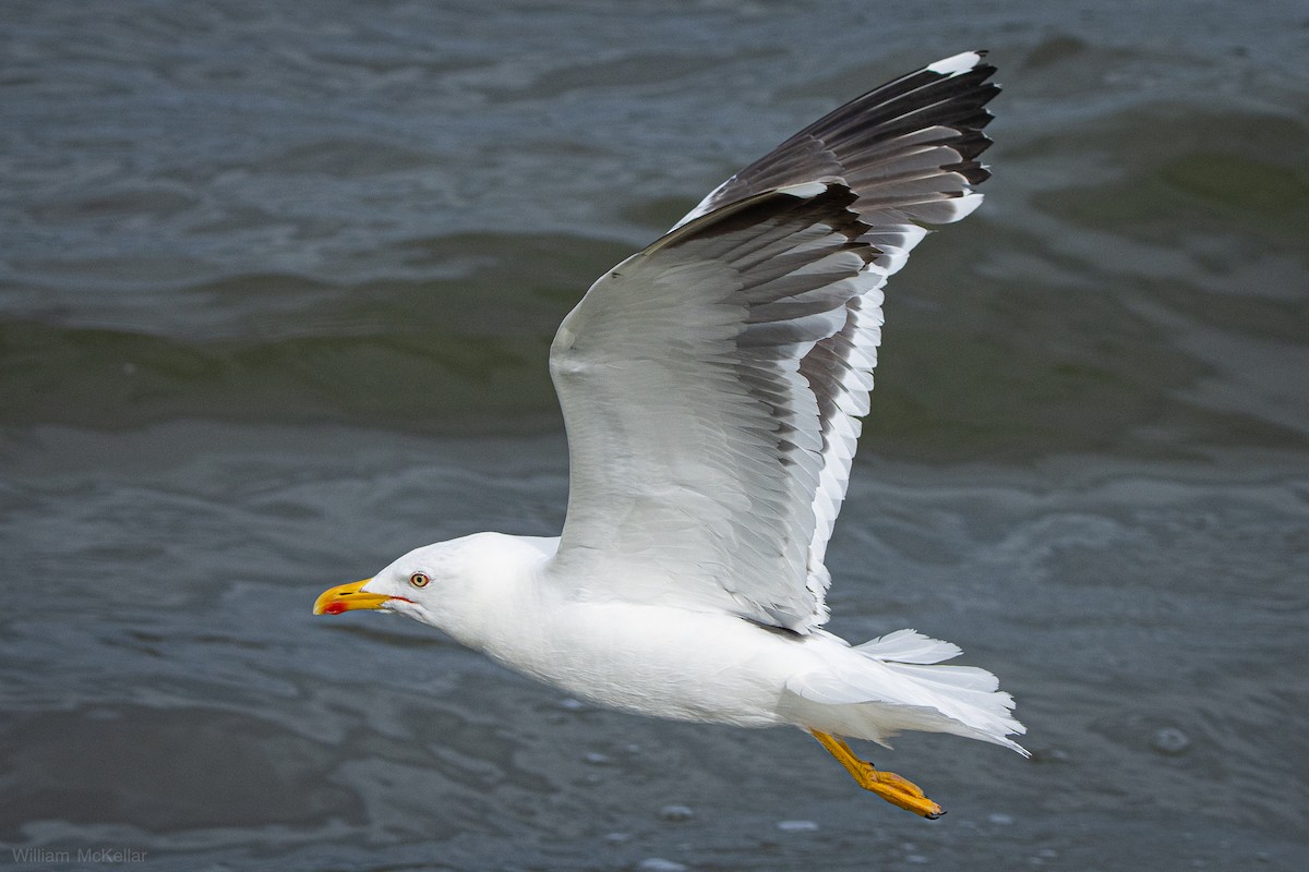 Lesser Black-backed Gull - ML642084609