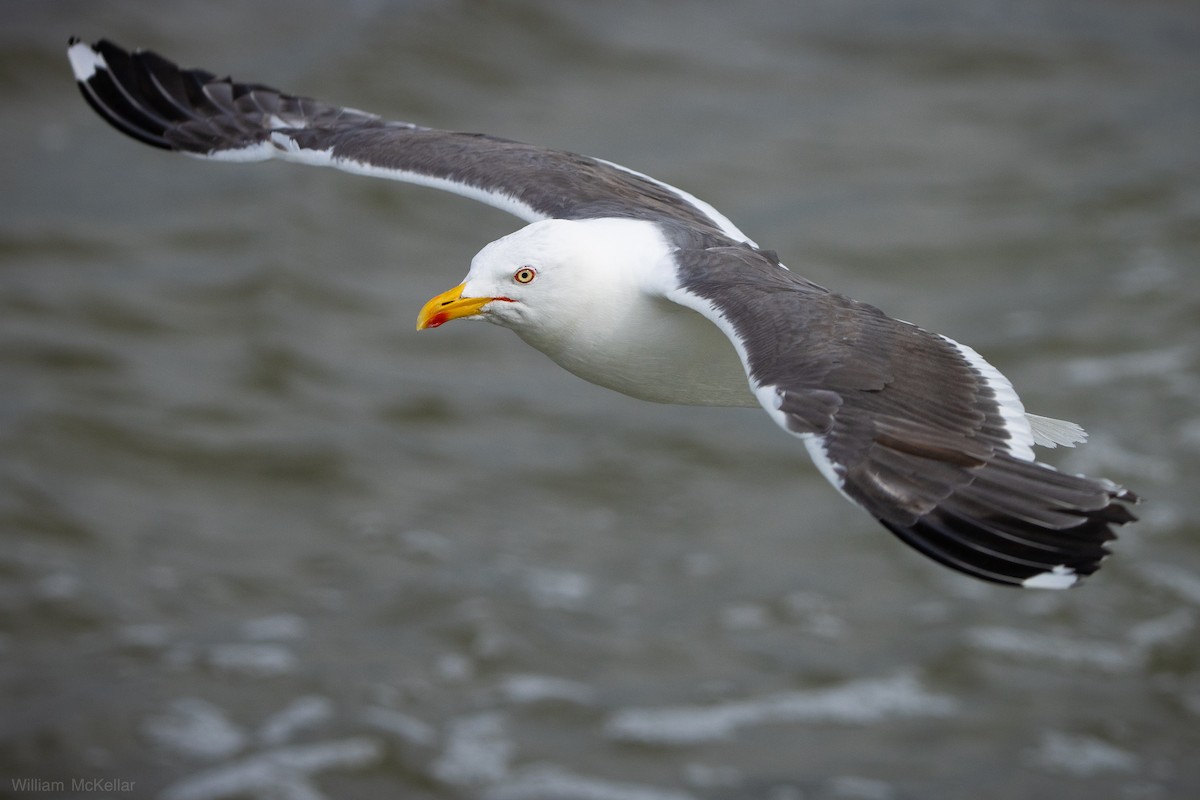Lesser Black-backed Gull - ML642084610