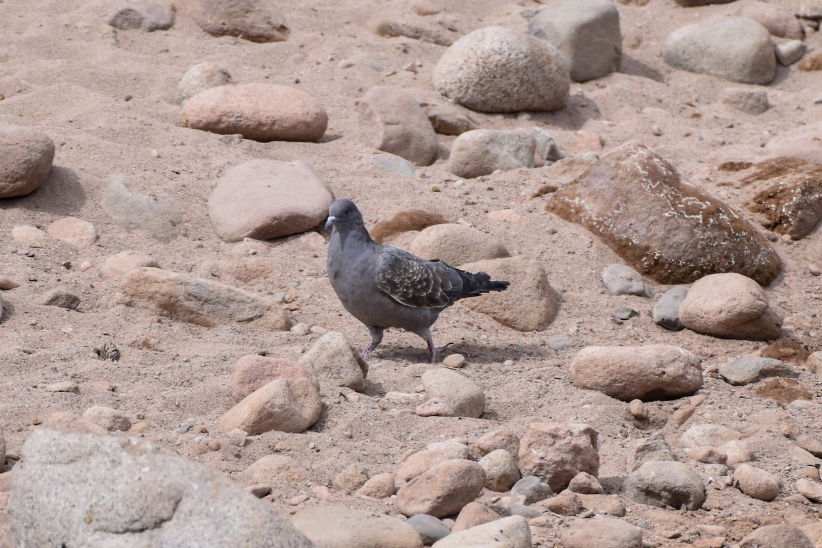 Spot-winged Pigeon - ML642084617