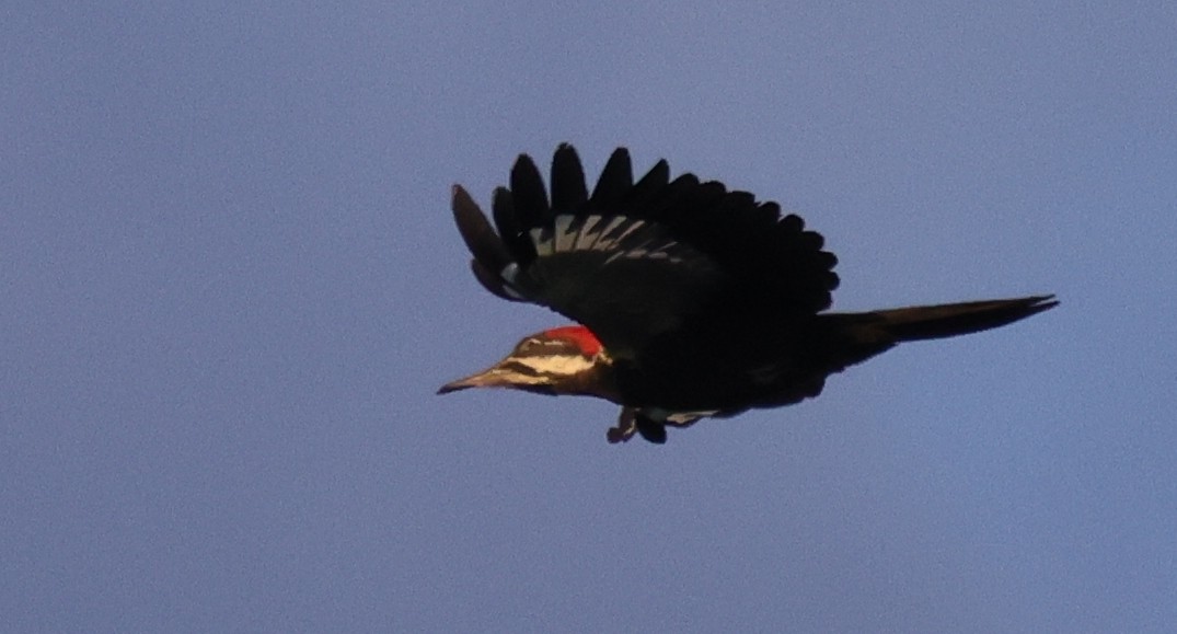 Pileated Woodpecker - ML642084621