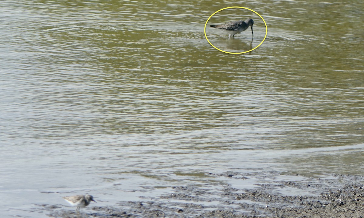 Stilt Sandpiper - ML642084642