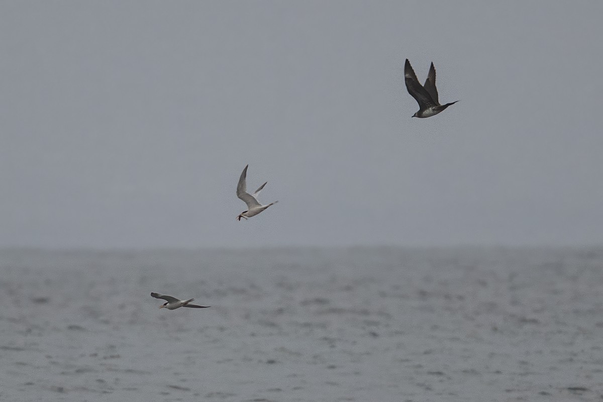 Parasitic Jaeger - ML642084648