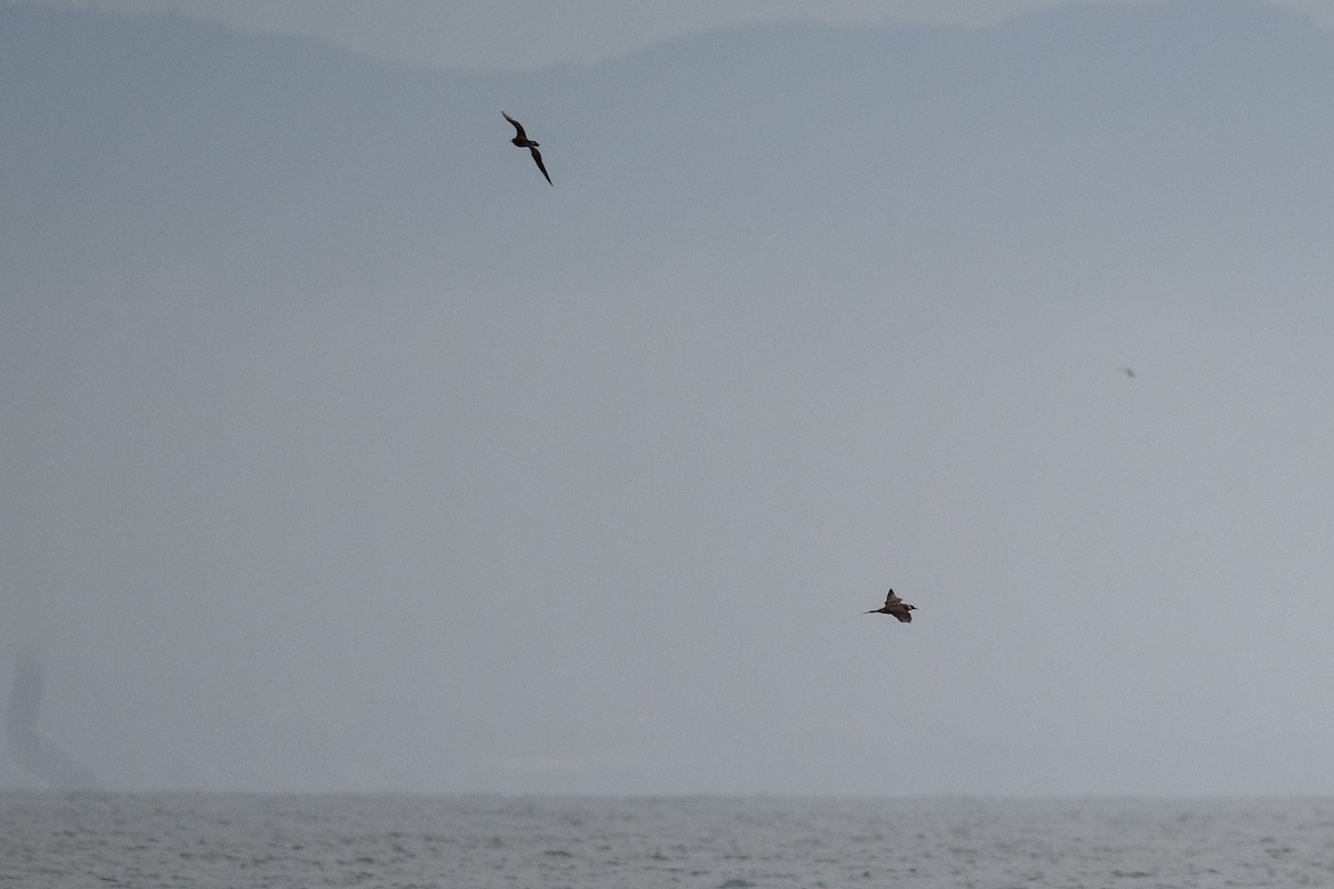 Parasitic Jaeger - ML642084658