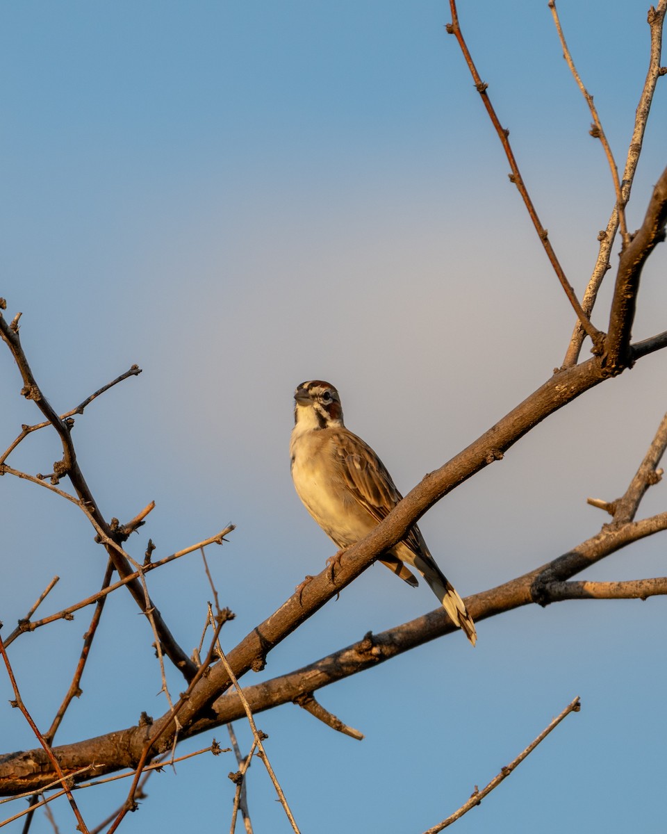 Lark Sparrow - ML642084659