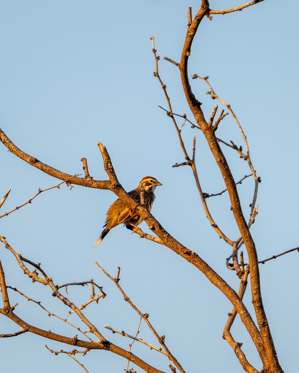 Lark Sparrow - ML642084660