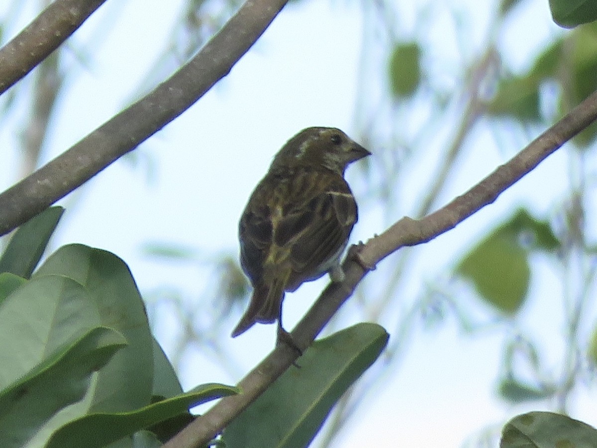 Purple Finch - ML642084670