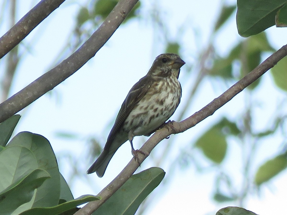 Purple Finch - ML642084671