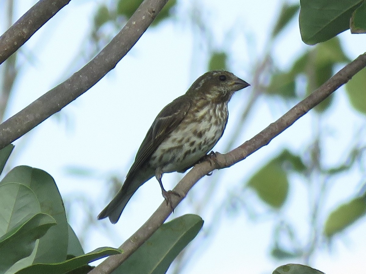 Purple Finch - ML642084672
