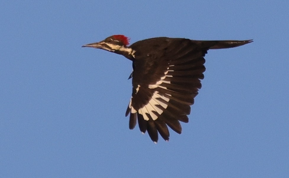 Pileated Woodpecker - ML642084673