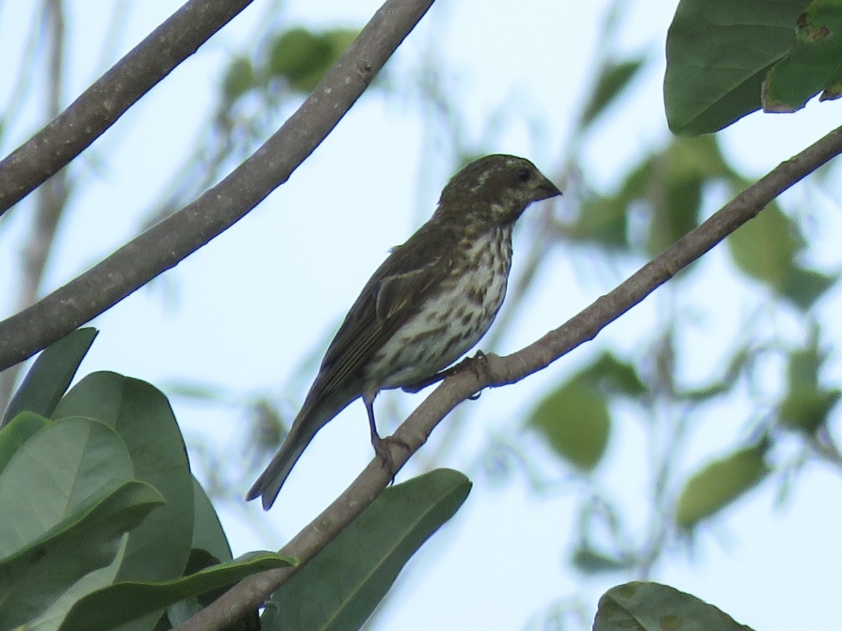 Purple Finch - ML642084674