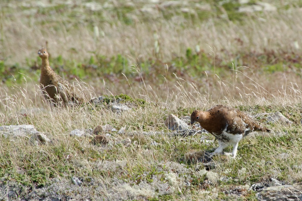 Moorschneehuhn - ML642084678