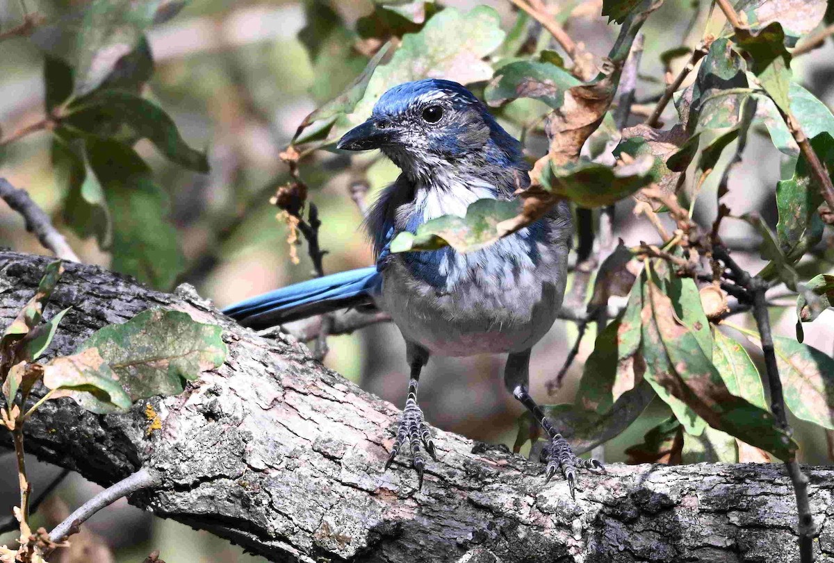 California Scrub-Jay - ML642084690