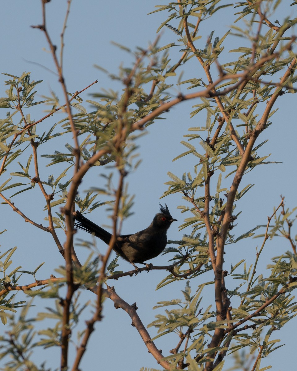 Phainopepla - ML642084693