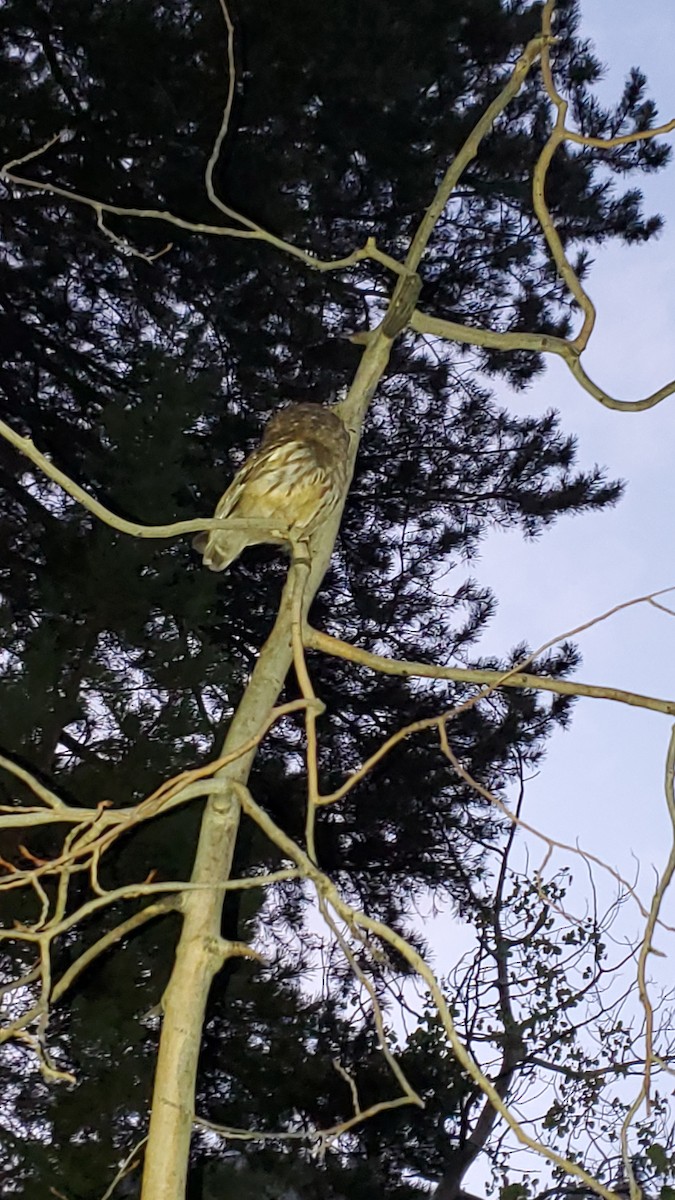 Northern Saw-whet Owl - ML642084696