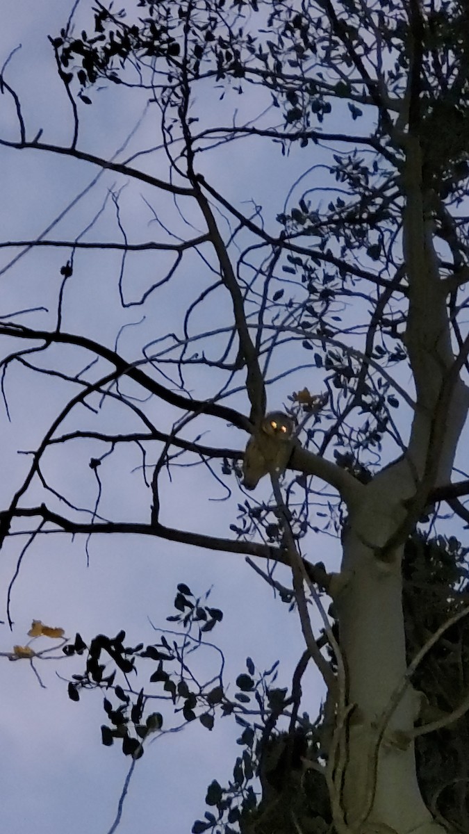 Northern Saw-whet Owl - ML642084697