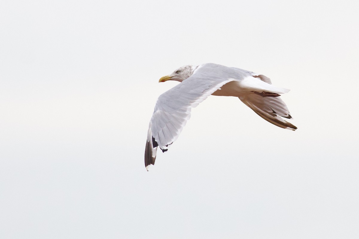American Herring Gull - ML642084713