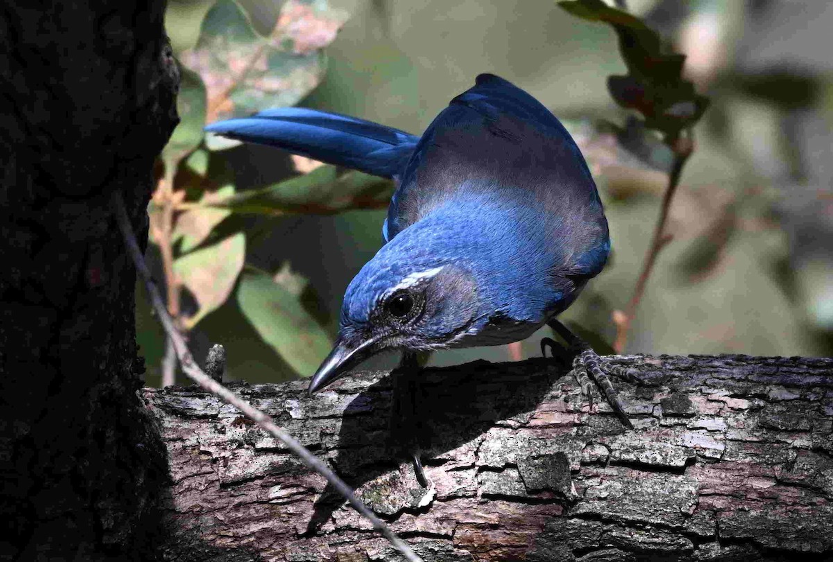 California Scrub-Jay - ML642084727