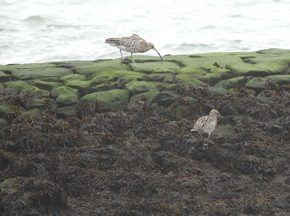Eurasian Curlew - ML642084731