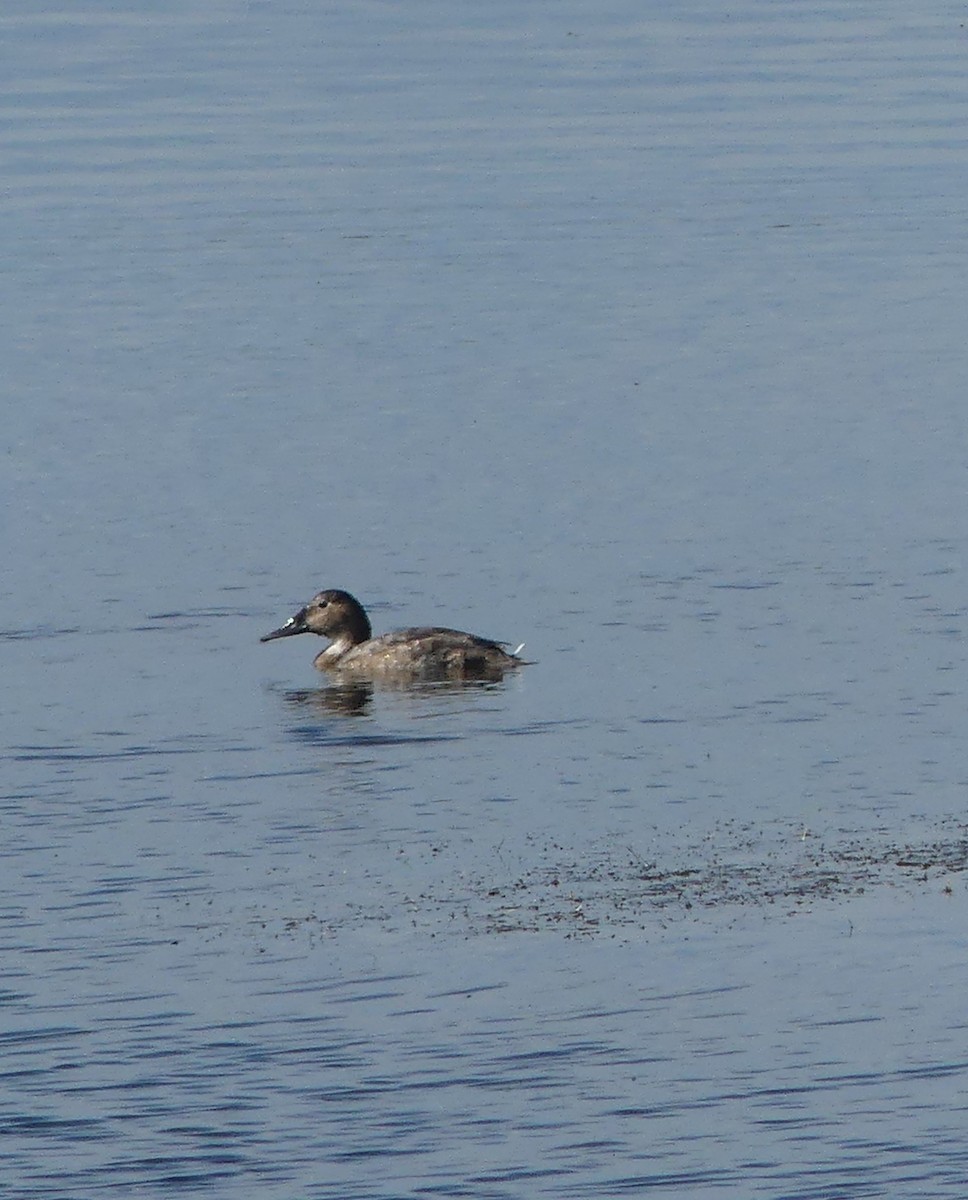 Canvasback - ML642084750