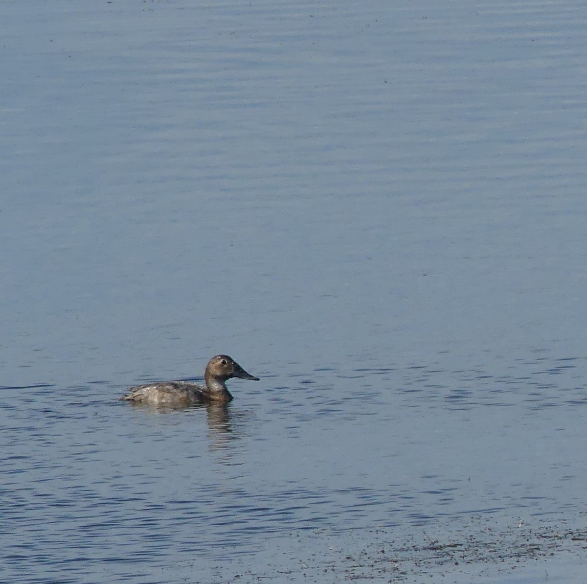 Canvasback - ML642084751