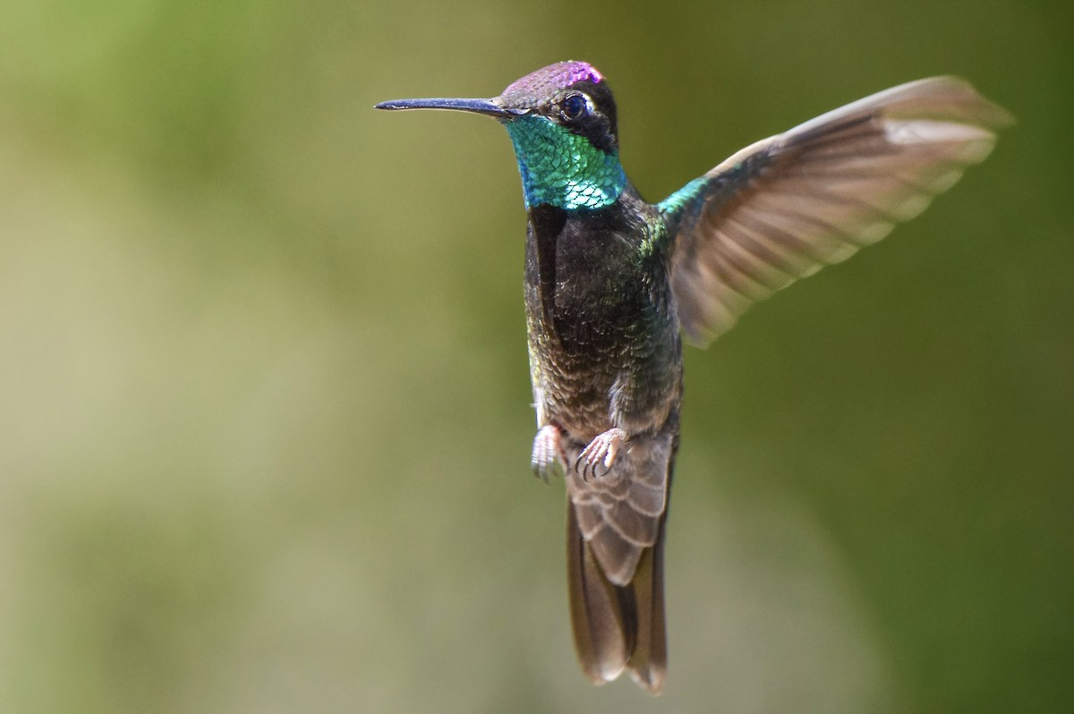 Rivoli's Hummingbird - ML642084752