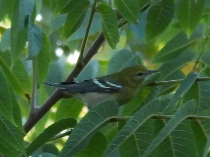 Bay-breasted Warbler - ML642084753