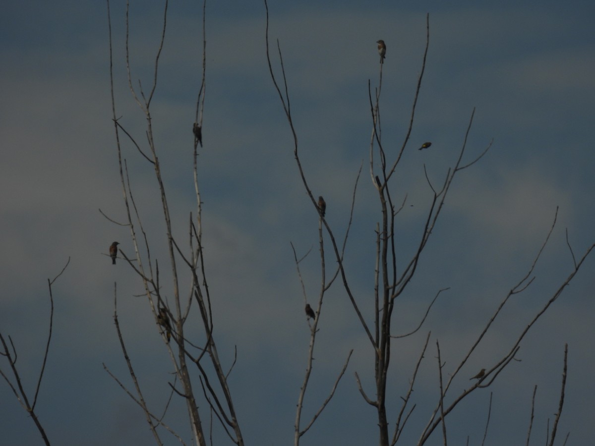 Eastern Bluebird - ML642084757