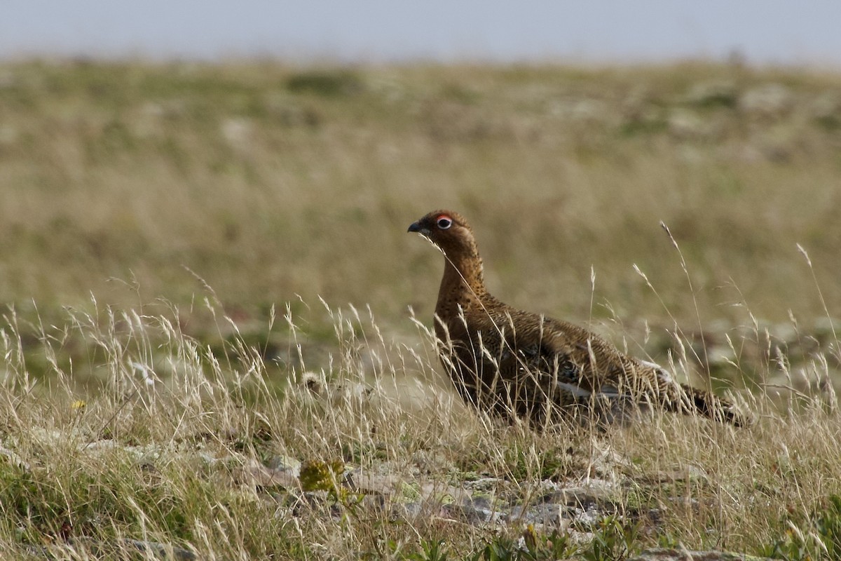 Moorschneehuhn - ML642084759