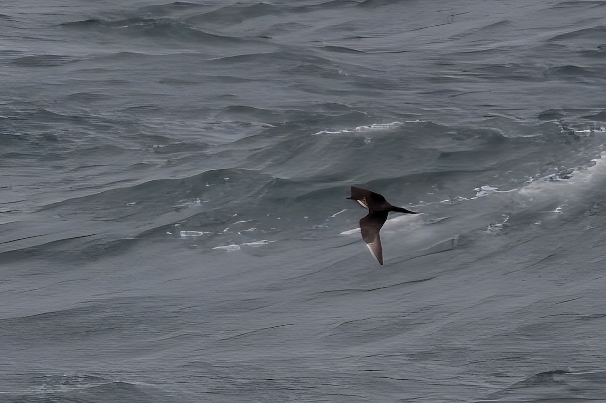 Parasitic Jaeger - ML642084760