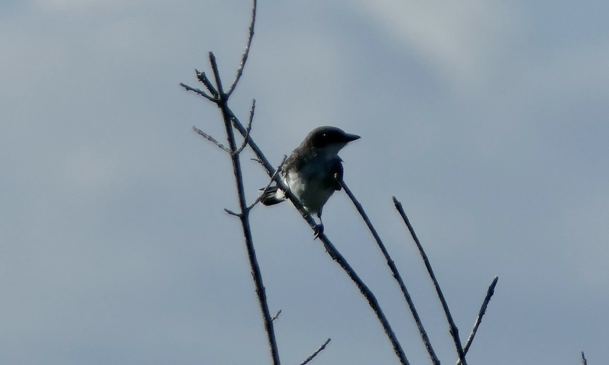 Eastern Kingbird - ML642084769